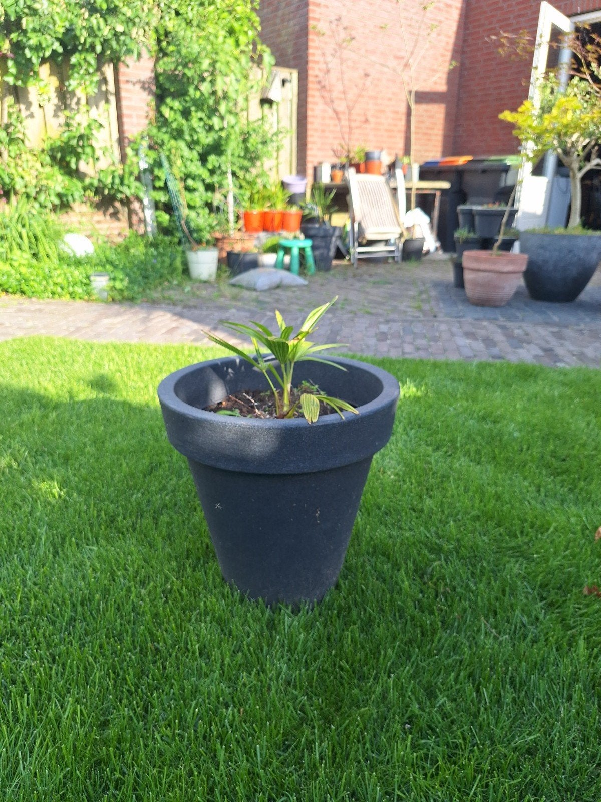 Trachycarpus Fortunei in pot - Winterharde palm, Volle zon, Vaste plant, Bloeit niet, Ophalen