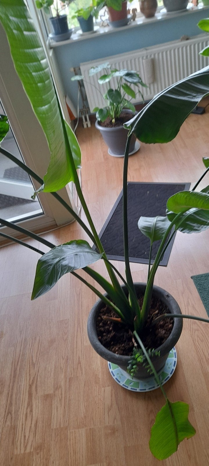 Strelitzia met nieuwe bladeren - 135 cm hoog, Ophalen
