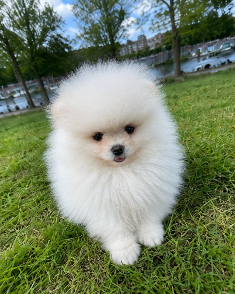 Pomiraan pup, Dieren en Toebehoren, Keeshond, 8 tot 15 weken, Teef, Parvo