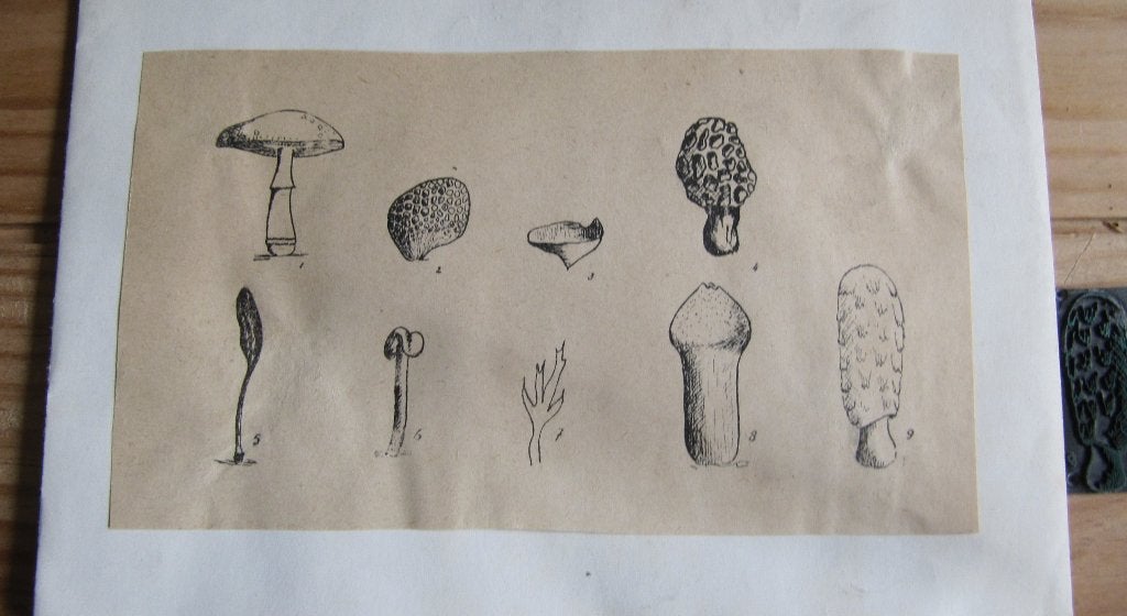 Cliche Natuur  Paddestoelen paddenstoelen, Antiek en Kunst, Ophalen of Verzenden
