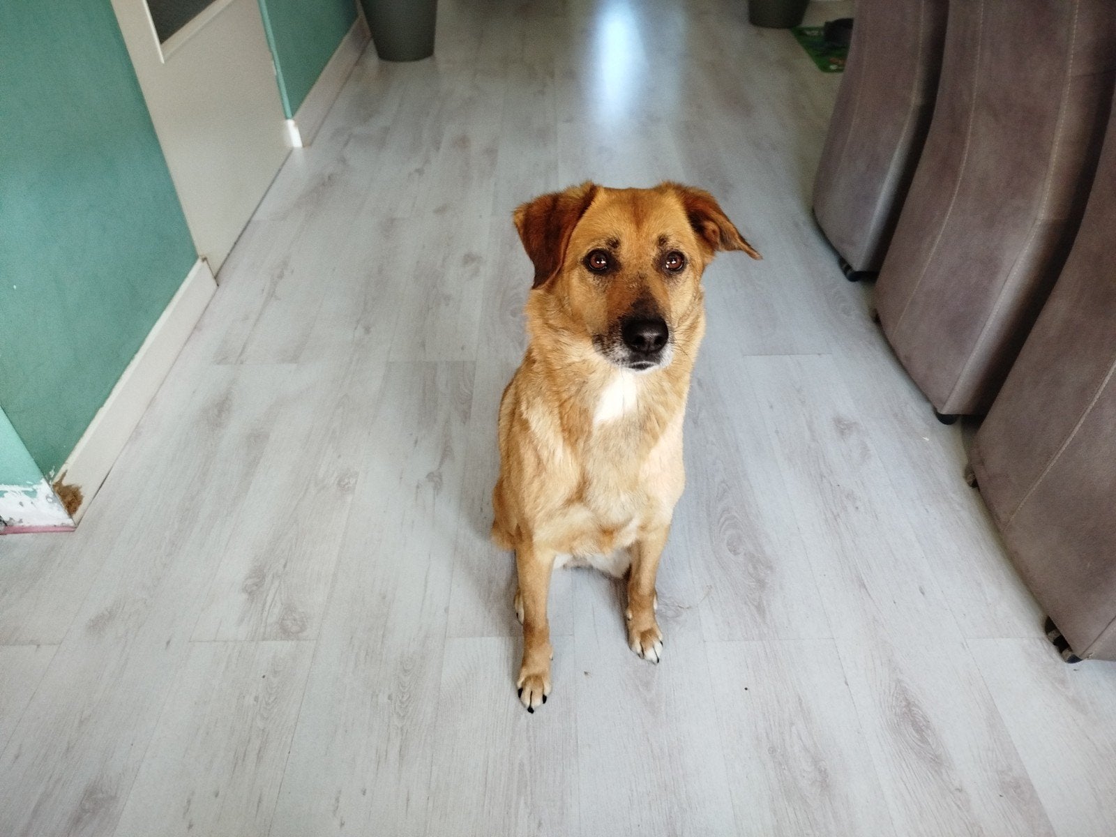 Albanese herder gratis, Teef, Parvo, Eén hond, Nederland