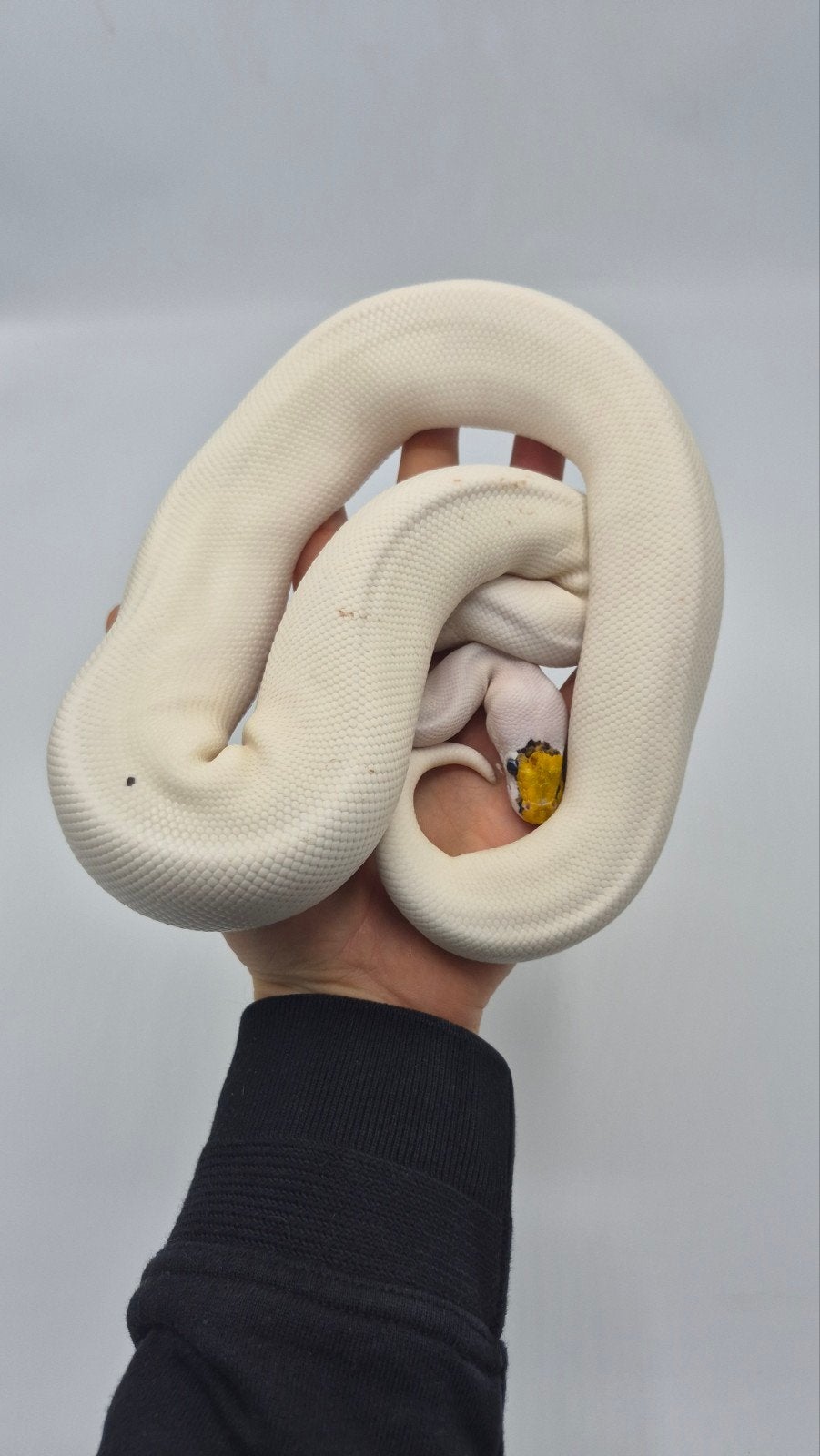 kweek vrouwen ball python regius Clown Desert ghost Piebald Ball Python photo 5