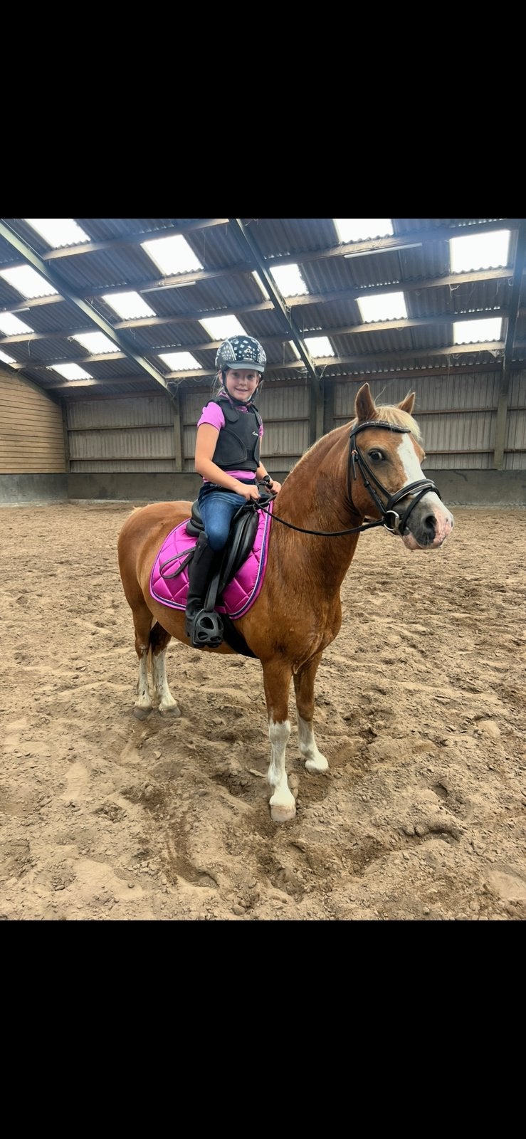 Lieve sociale welsh ruin A pony, Ophalen of Verzenden, Zo goed als nieuw