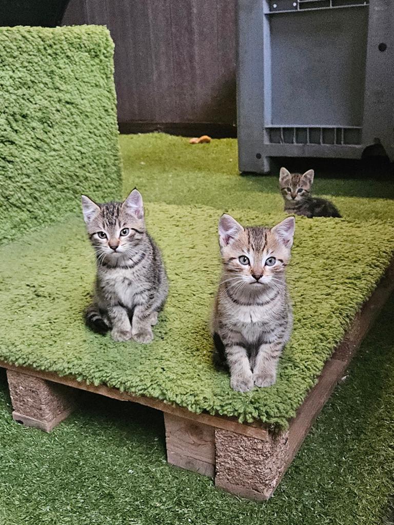 Kittens tijgertjes, Dieren en Toebehoren, Katten en Kittens | Overige Katten, Kater, Kortharig