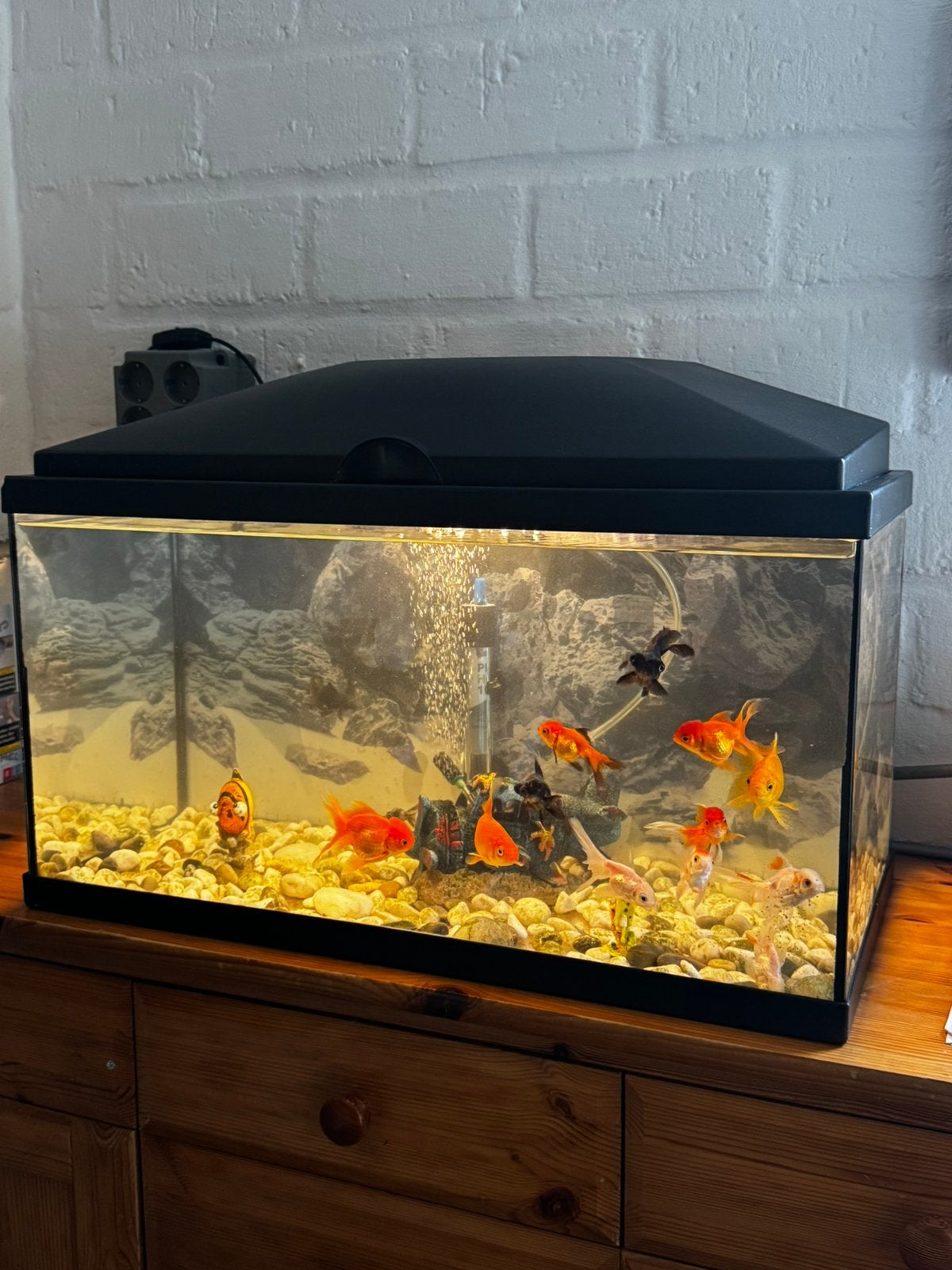 Compeelt aqarium met vissen, Ophalen, Zo goed als nieuw, Gevuld zoetwateraquarium