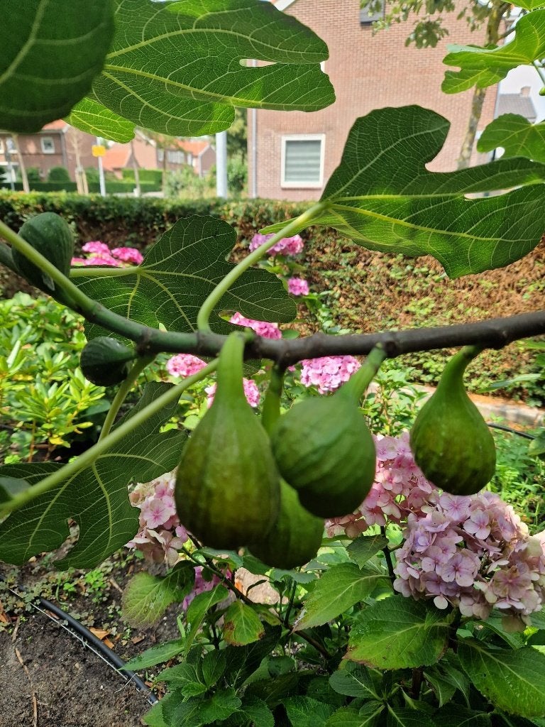 Vijgenboom, Tuin en Terras, Lente, Ophalen of Verzenden, 100 tot 250 cm, Vijgenboom