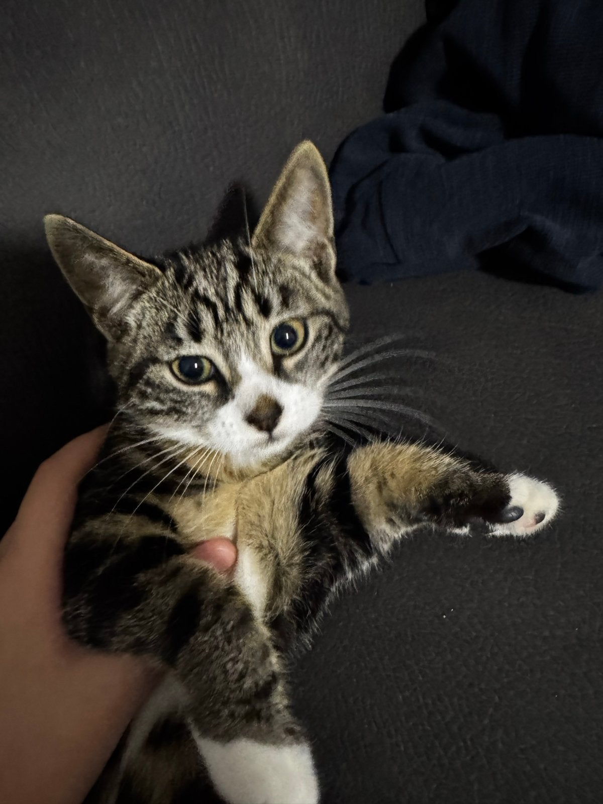 kittens