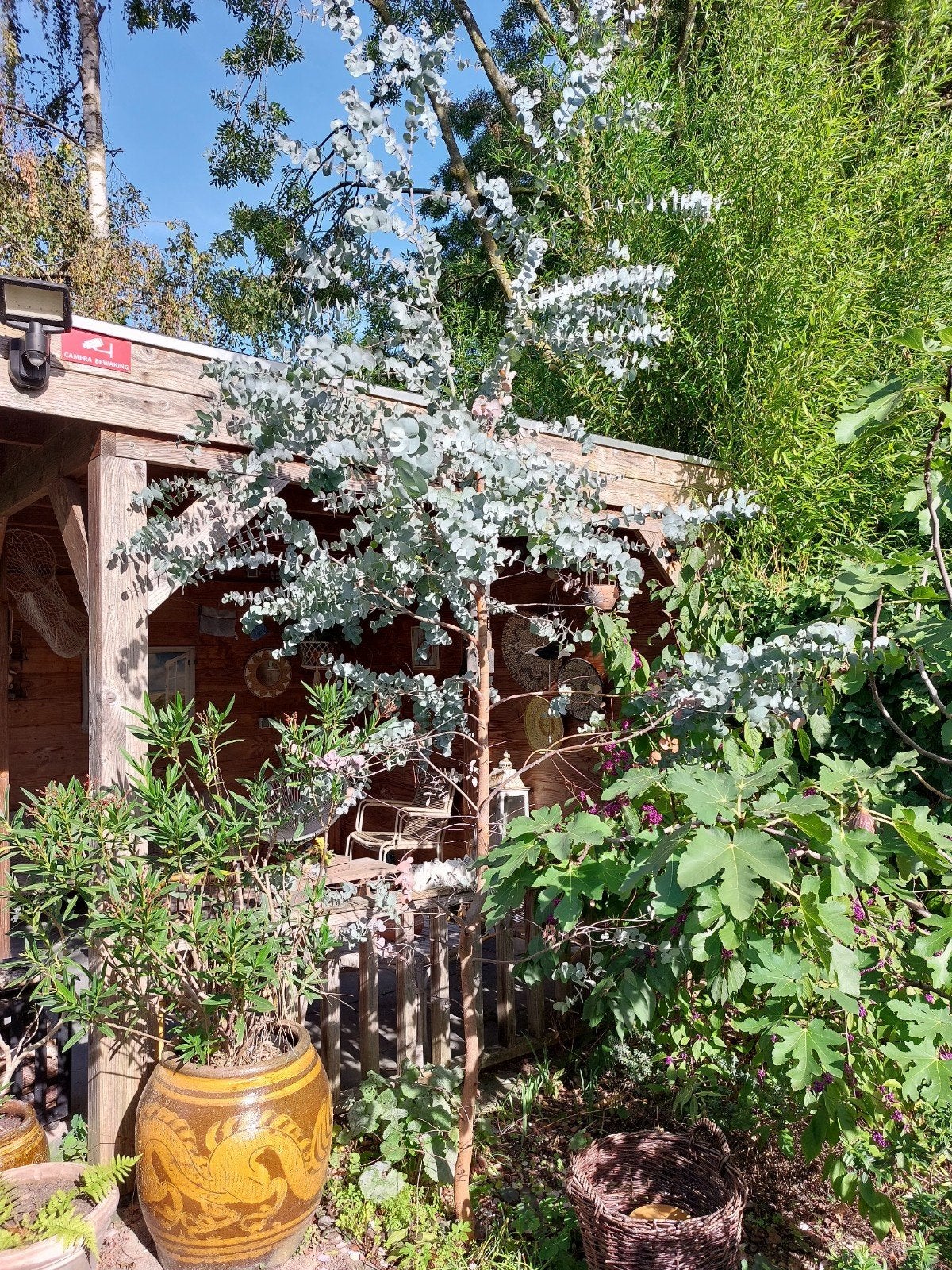 Eucalyptus boom, Tuin en Terras, Ophalen, Volle zon, Overige soorten