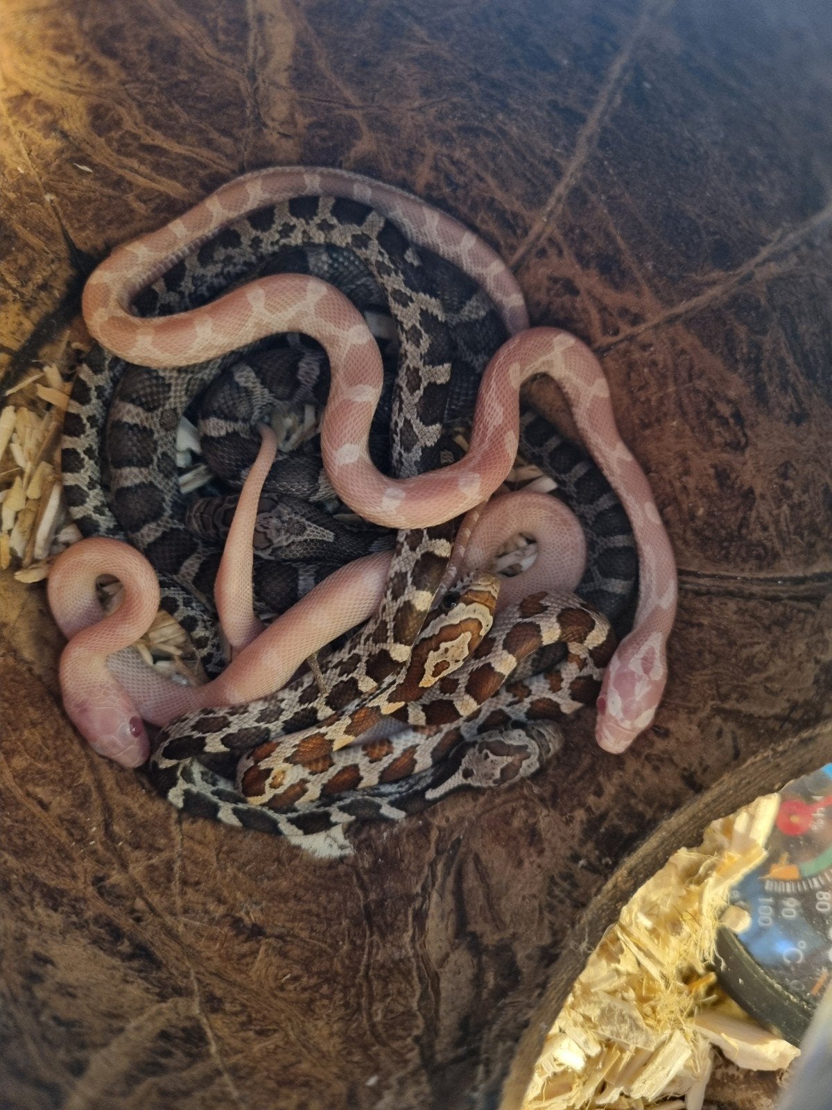 14 jonge rattenslangen te koop – diverse kleuren Rat Snake photo 2