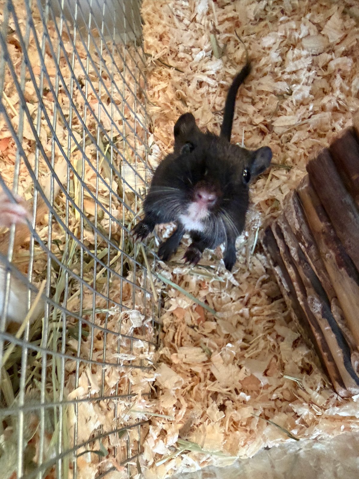Gerbil, Dieren en Toebehoren, Knaagdieren, Vrouwelijk, Rat, Maart, Tam