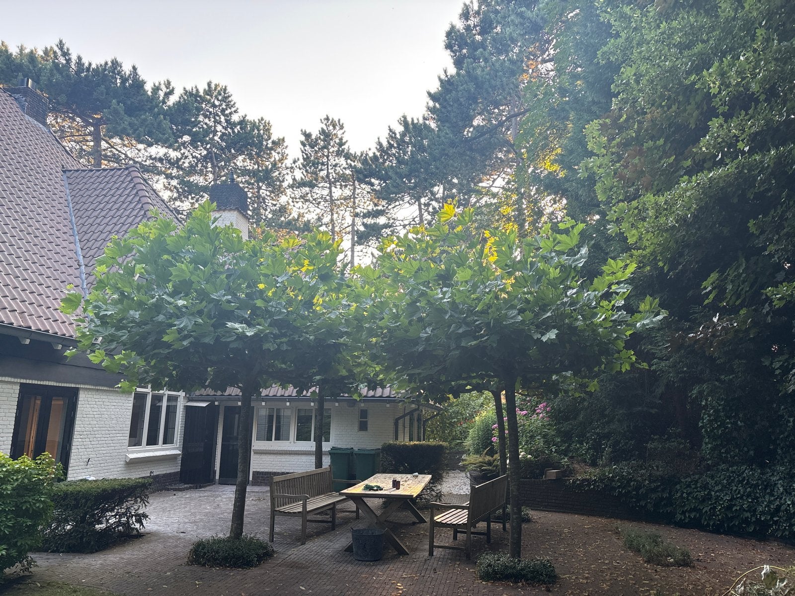 4 Identieke Charmante Dak Platanen, Tuin en Terras, Planten | Bomen, Volle zon, Bloeit niet, Ophalen of Verzenden, Dakboom
