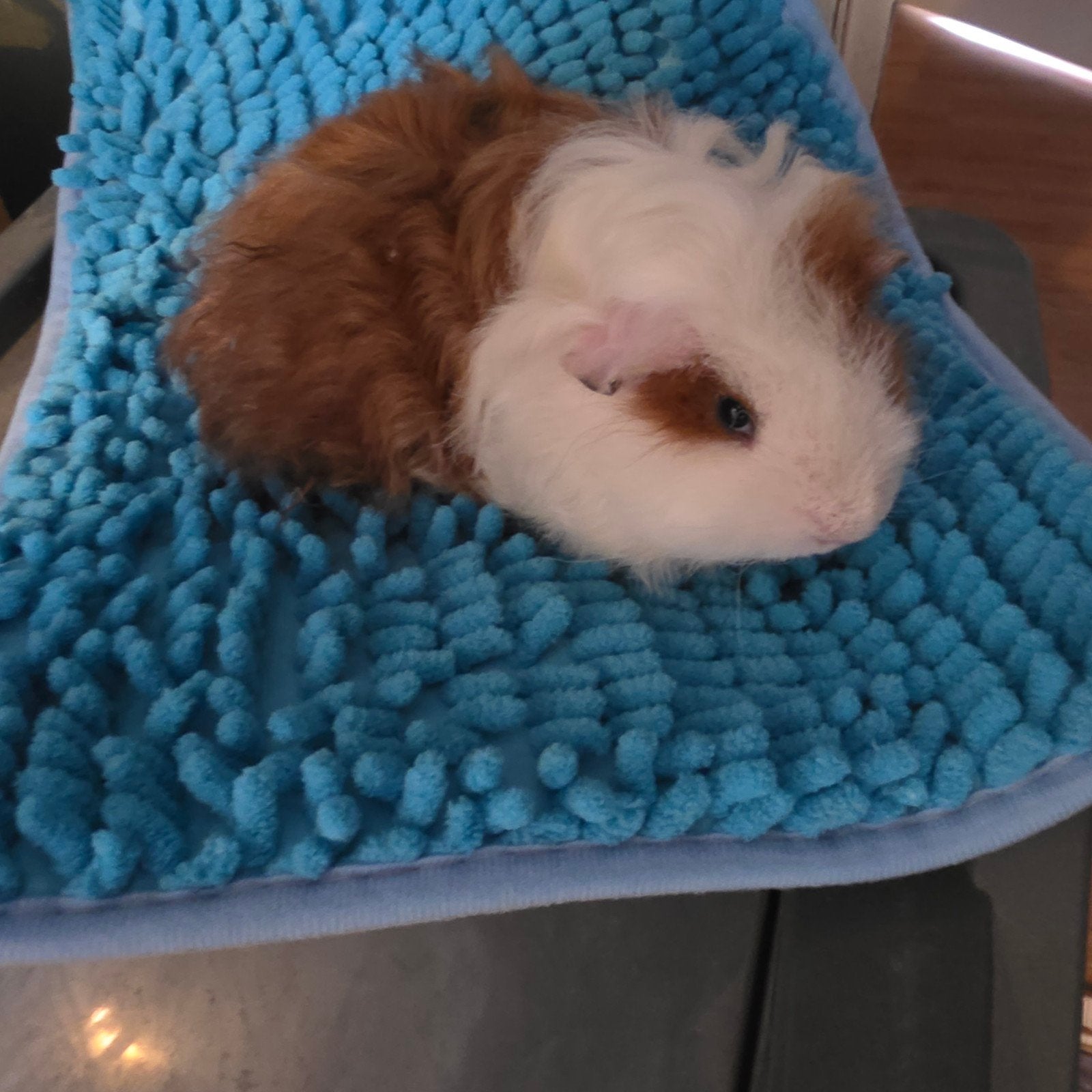 Texel beer/man, Dieren en Toebehoren, Knaagdieren, Mannelijk, Cavia, Mei