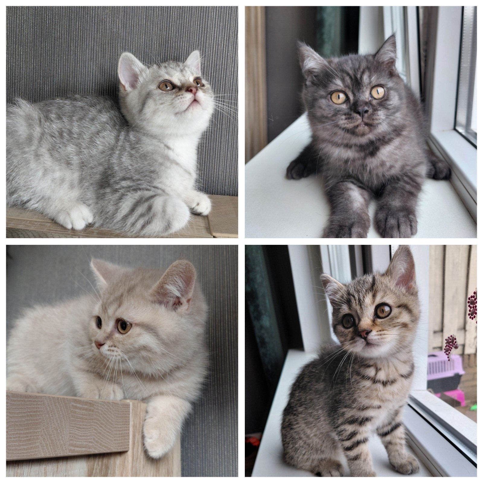 Britse korthaar kittens MET stamboom, Poes