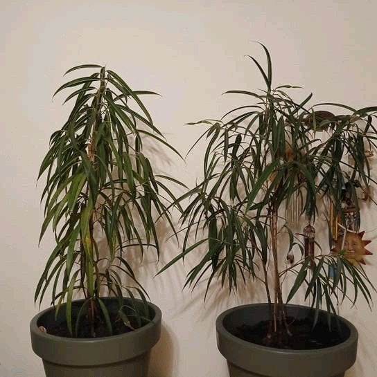 2 Ficus Alii planten, 75-80 cm hoog, Groene kamerplant, Ophalen, Ficus, Minder dan 100 cm