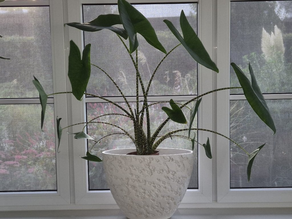kamerplanten, Ophalen, Overige soorten, Halfschaduw, Minder dan 100 cm