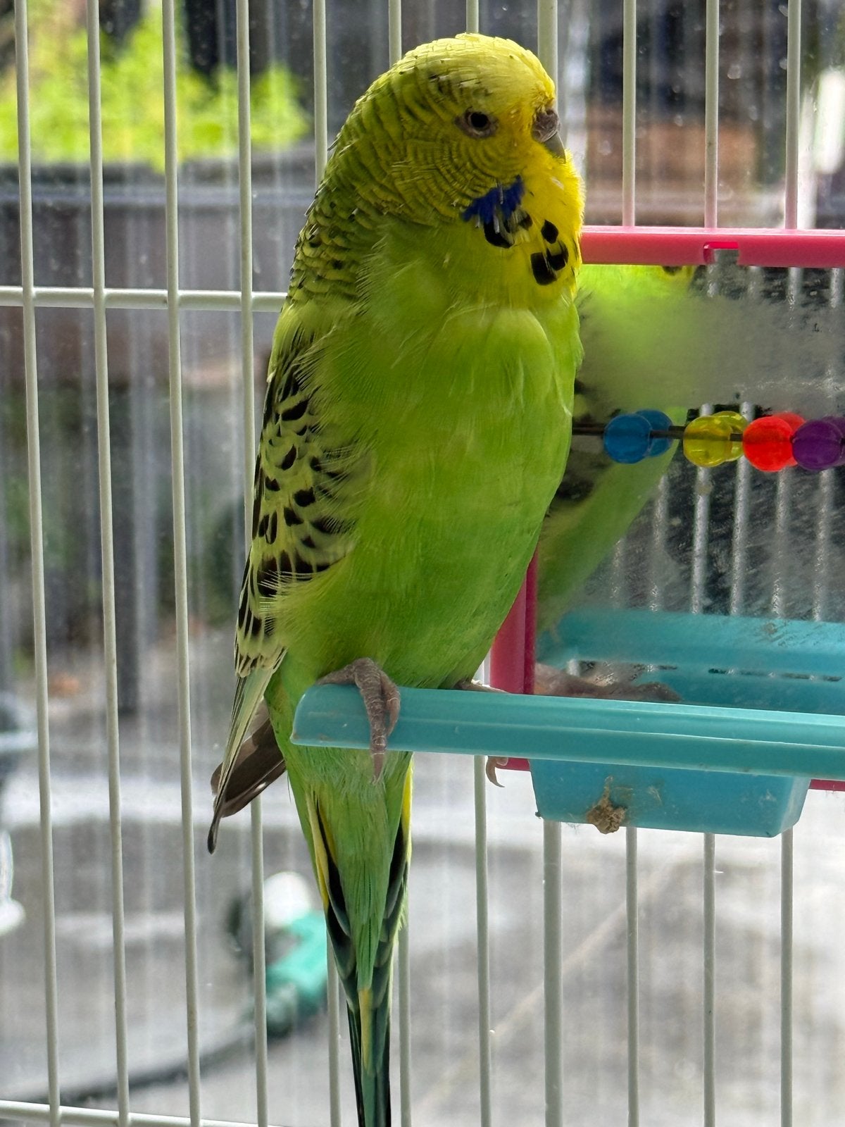 Parkiet, evt met kooi en toebehoren te koop., Meerdere dieren, Papegaai, Tam