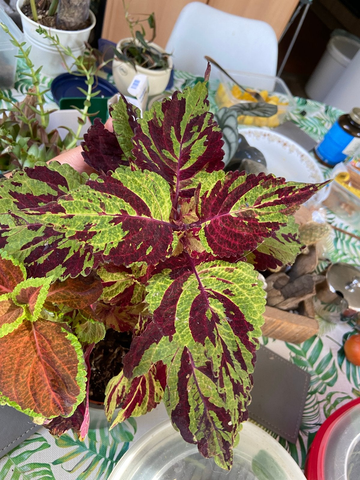 Bijzondere Coleus Fairway Mosaic stek - 7 cm, Ophalen of Verzenden