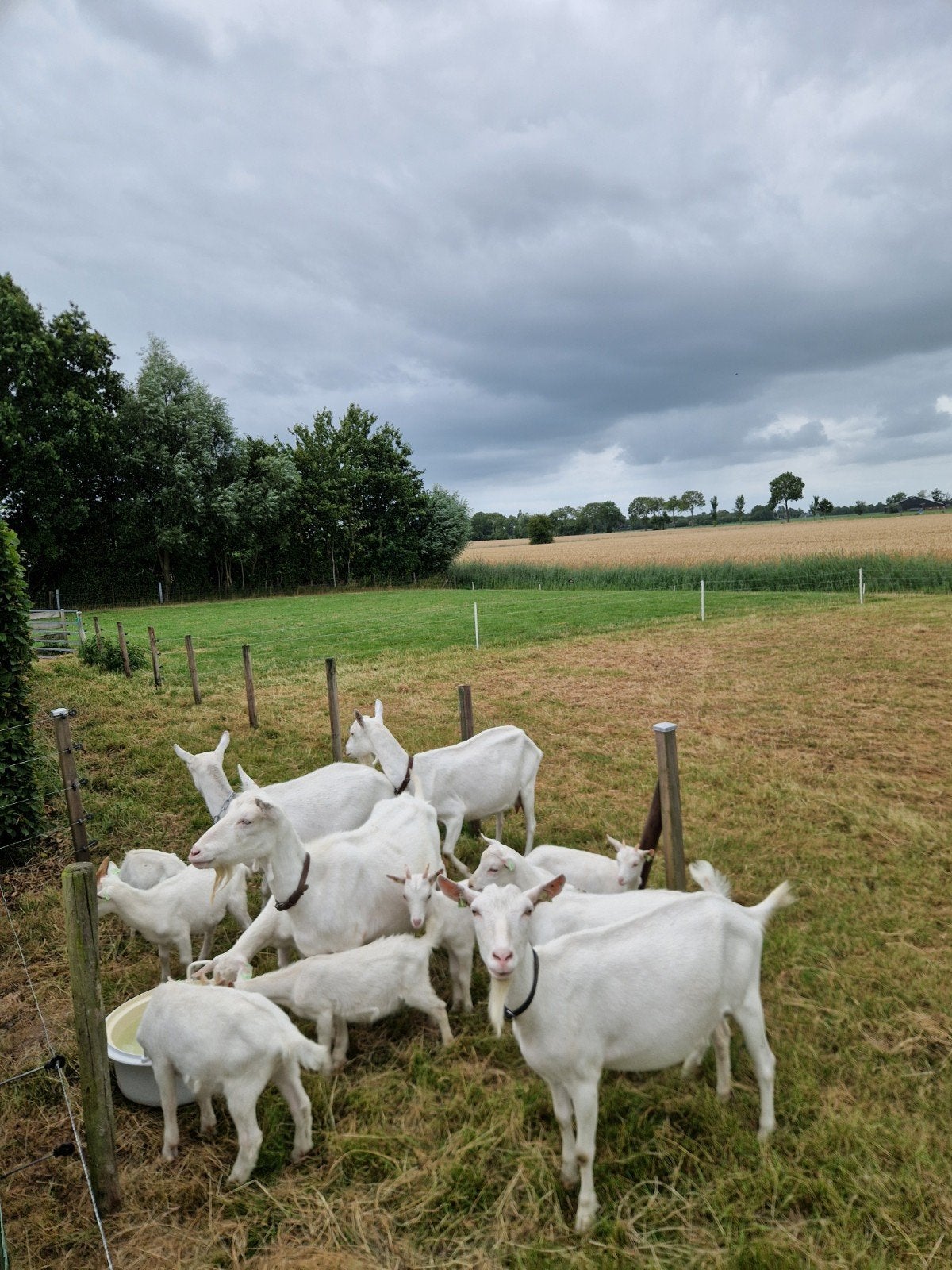 geiten, bokken, lammeren, Meerdere dieren, Geit