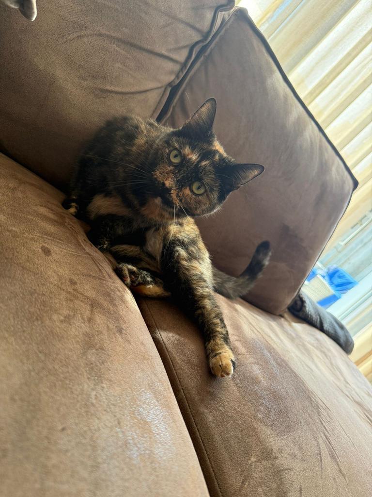 Lieve poes zoekt een nieuw thuis (gratis), Dieren en Toebehoren, Poes, Ingeënt, 3 tot 5 jaar