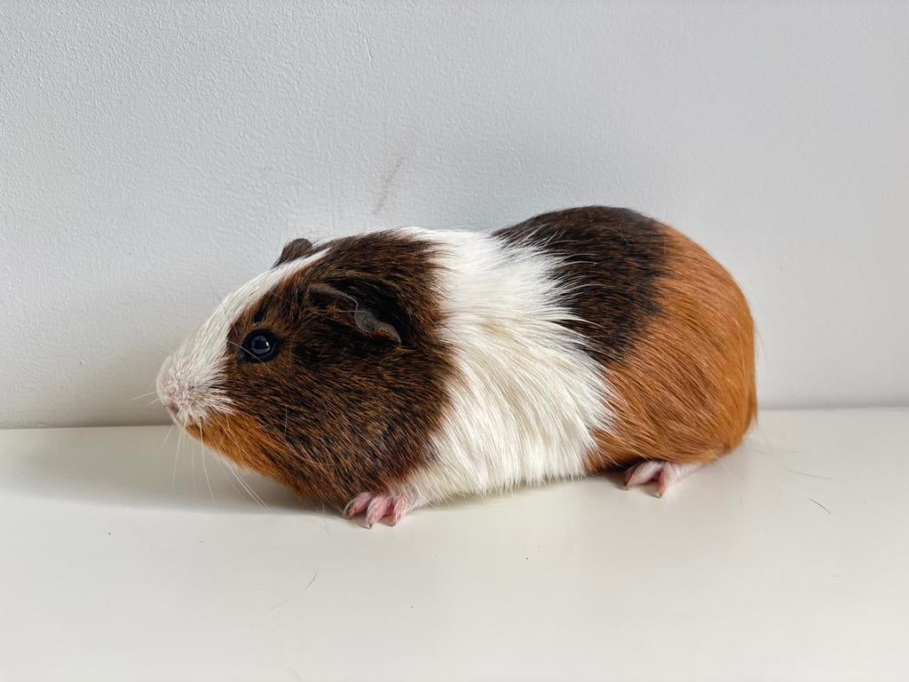 Driekleurige cavia beer, (8 maanden), September, Mannelijk, Cavia