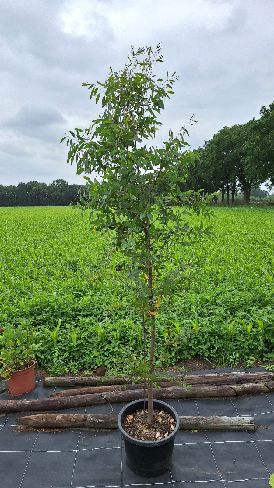 Eucalyptus coccifera tasmanie, Ophalen, Overige soorten, Volle zon
