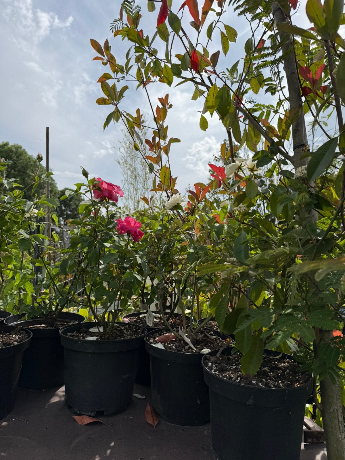 Roosjes rijkbloeiend div kleuren komenhelenaal vol pst 4,95, Volle zon, Vaste plant, Zomer, Ophalen
