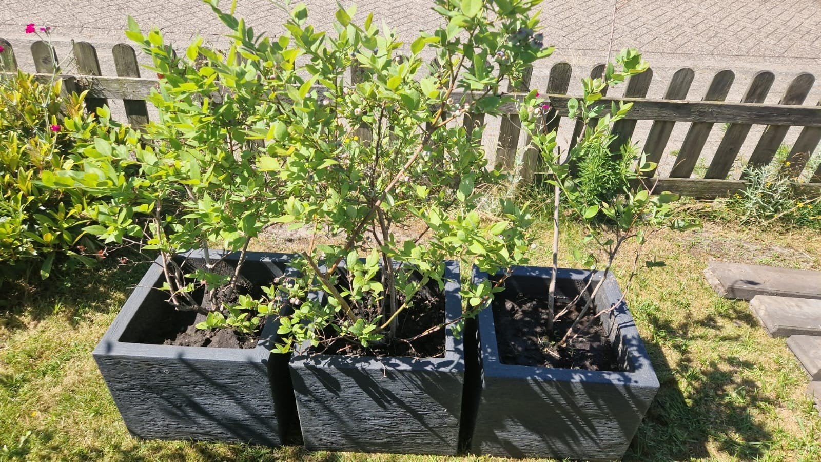 3 blauwe bessenstruiken in plantenbak, dragen nu vruchten, Ophalen, Rond, Tuin
