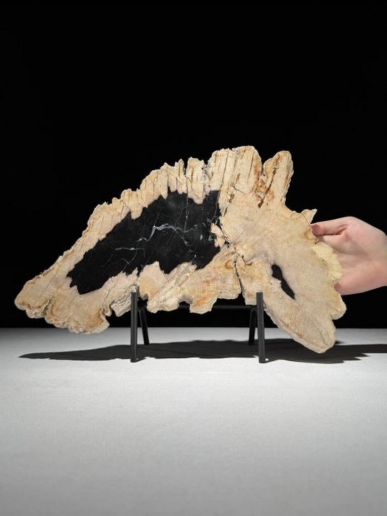Gefossiliseerd hout van Sooka, custom made standaard (nieuw), Verzenden, 20 - 50 cm, Op sokkel, Beeld