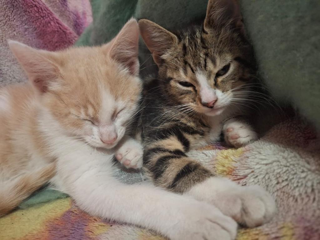 1 katertje en 2 poesjes te koop in Rdam zuid., Dieren en Toebehoren, Katten en Kittens | Overige Katten, Meerdere dieren, 0 tot 2 jaar