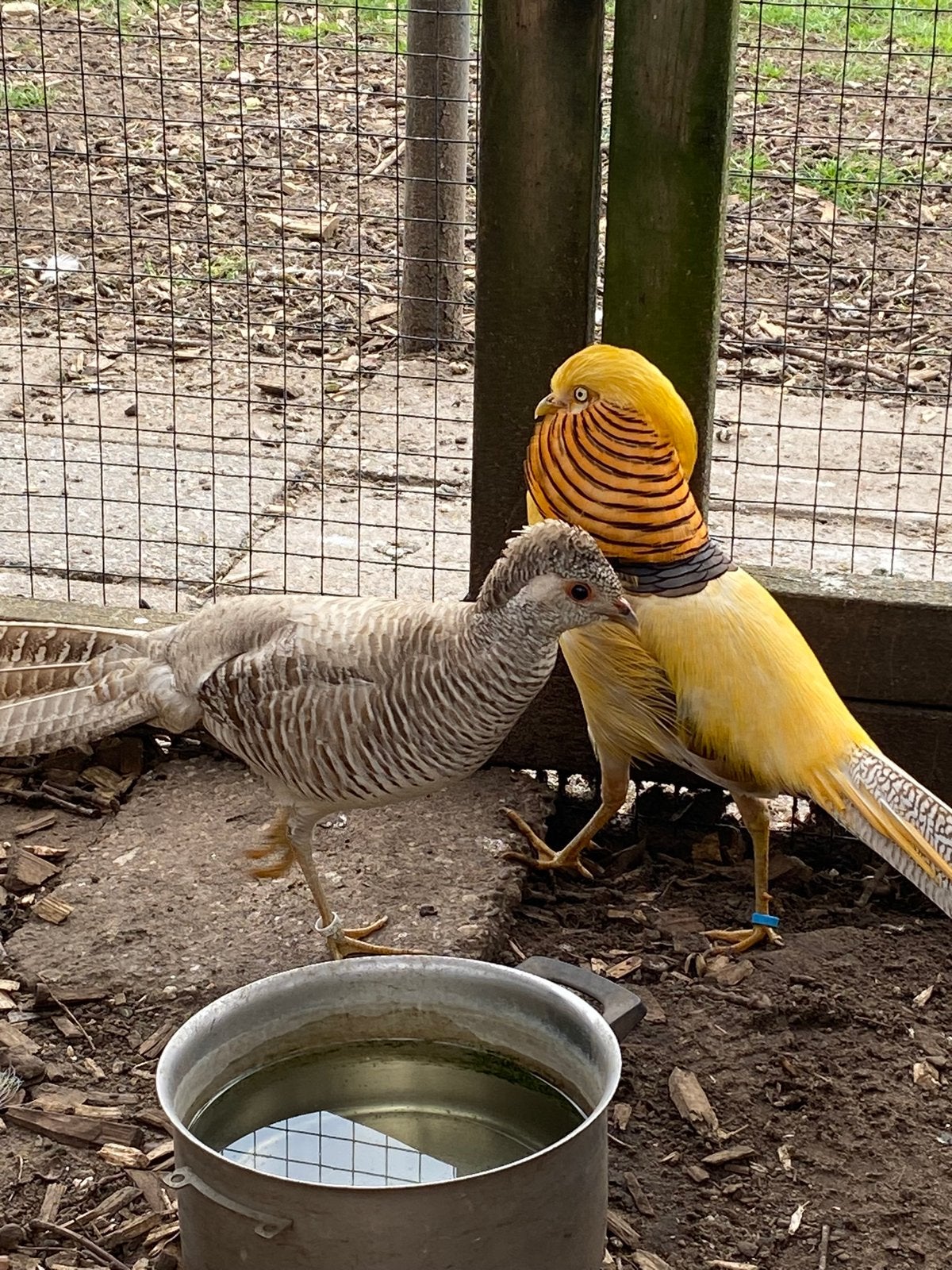 Broedeieren Gele Goudfazant