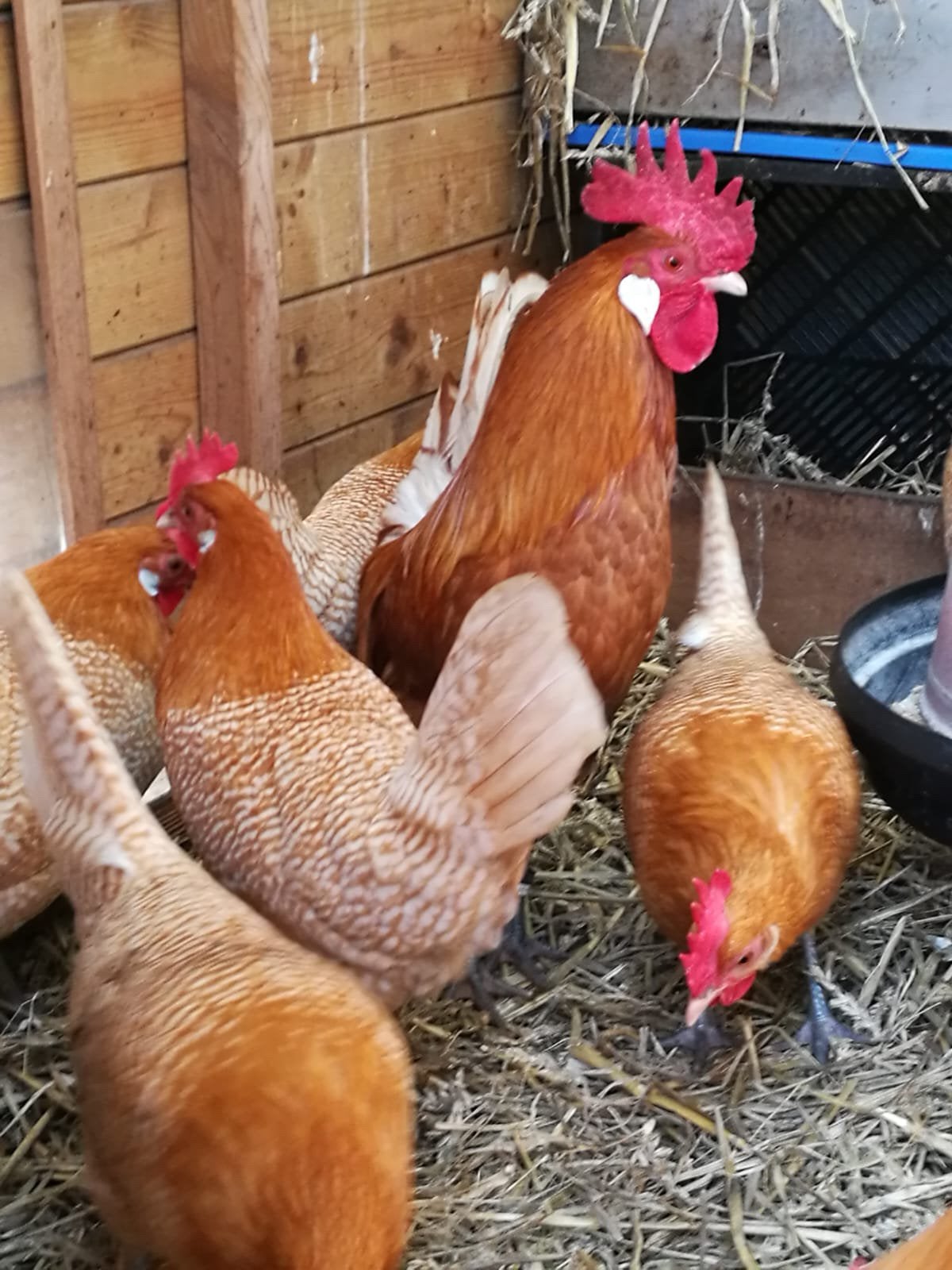 Broedeieren Fries hoen Fryske hinnen, Dieren en Toebehoren, Meerdere dieren, Kip