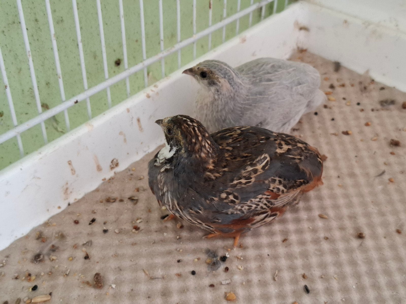 Chinese dwergkwartels, Dieren en Toebehoren, Meerdere dieren