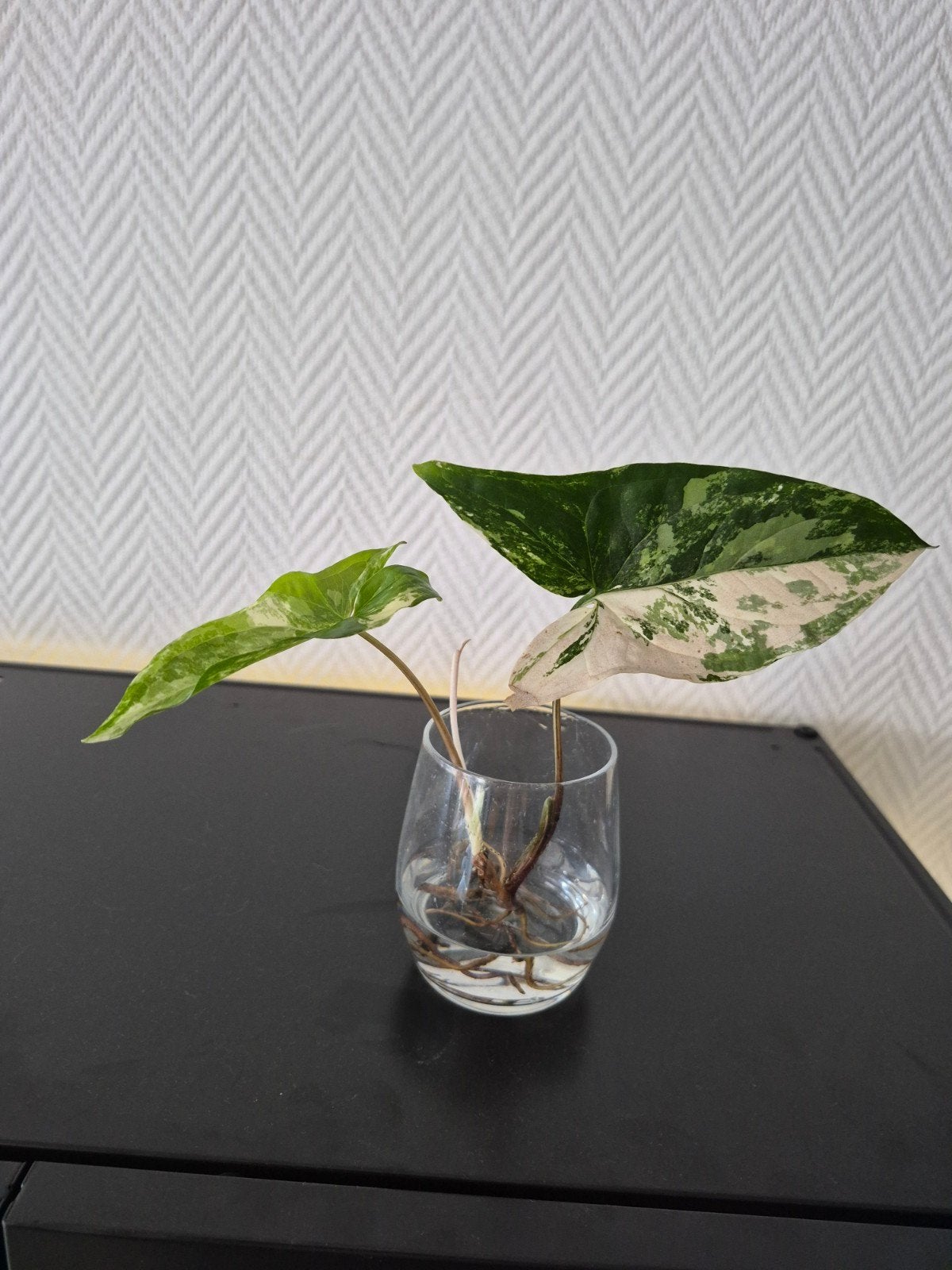 Syngonium Albo Variegata stekjes met wortels, Overige soorten, Vaste plant, Ophalen of Verzenden, Bloeit niet