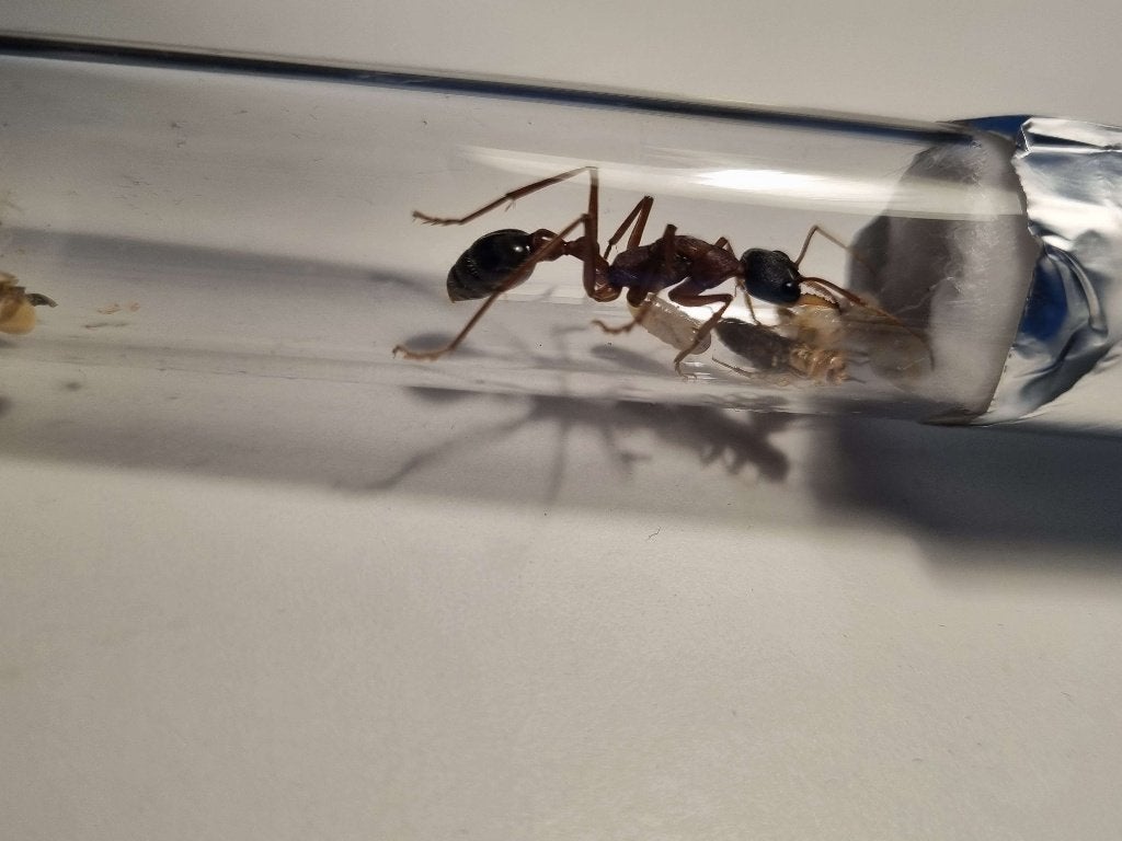 Myrmecia nigriceps (werkster(s) + eieren/larven), Mieren