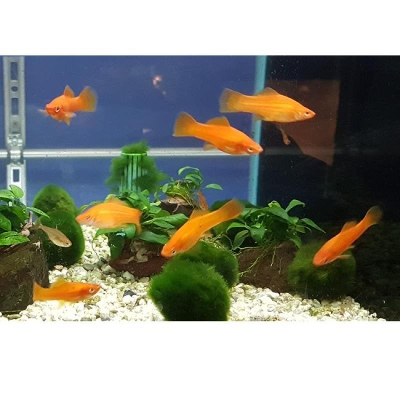 1x zwaarddragervrouw 4cm scholenvis, Vis, Zoetwatervis, Schoolvis