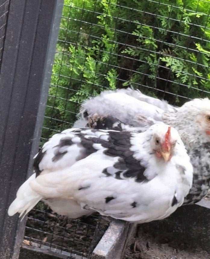 Brahma haan Leghorn haan 🐓, Dieren en Toebehoren, Mannelijk, Kip