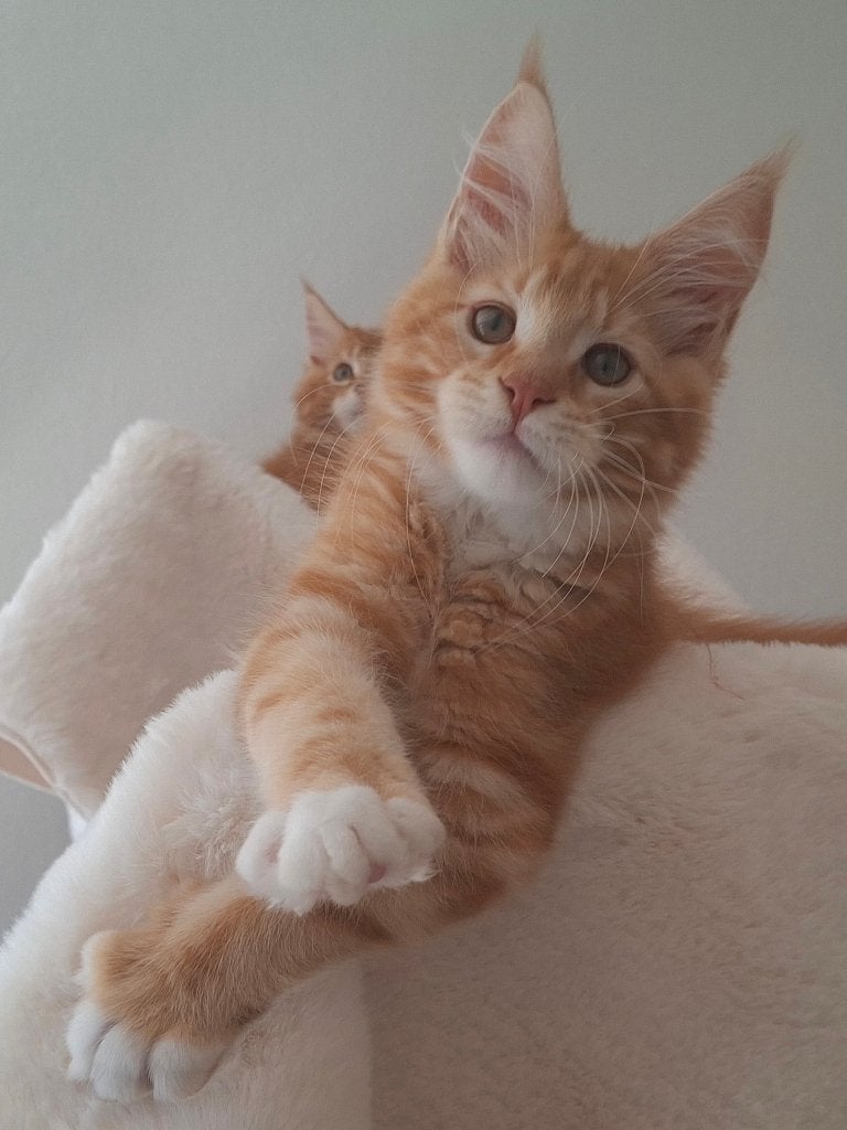 Nog 1 Maine coon kater rood kitten zoekt gezellige speeltuin, Meerdere dieren, Gechipt, 0 tot 2 jaar