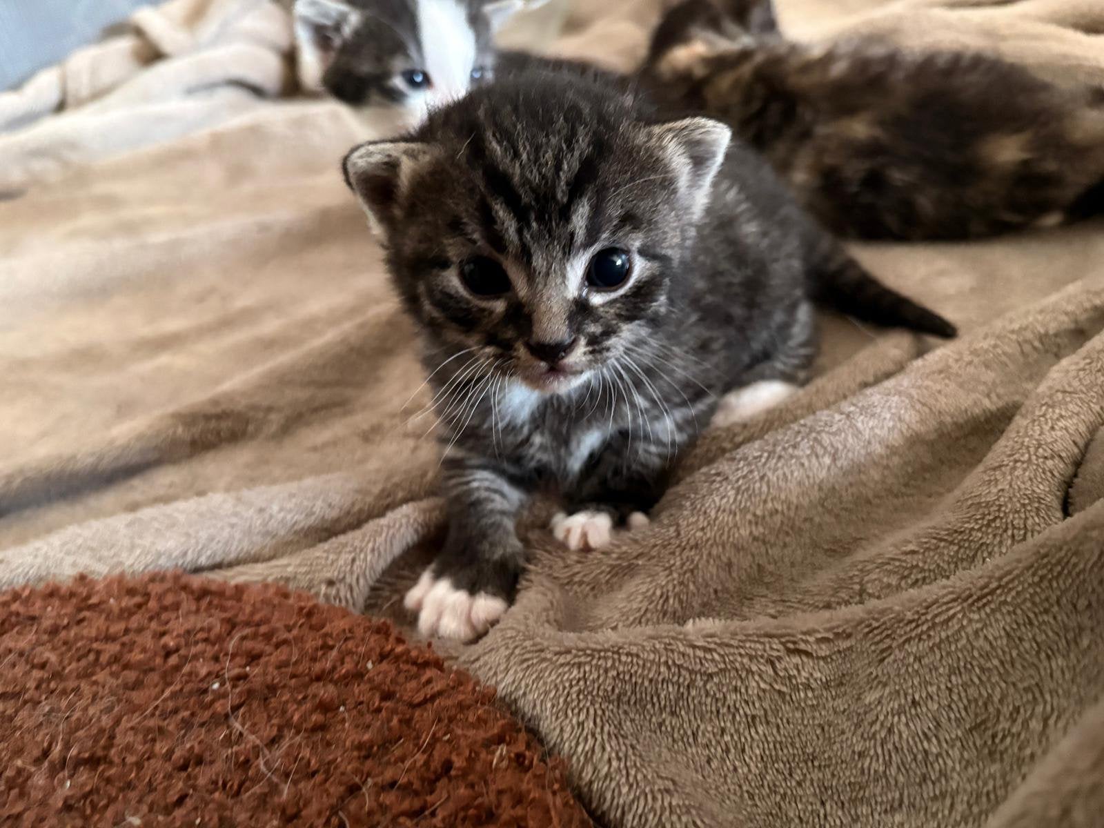 Kittens, Poes, Kortharig, 0 tot 2 jaar