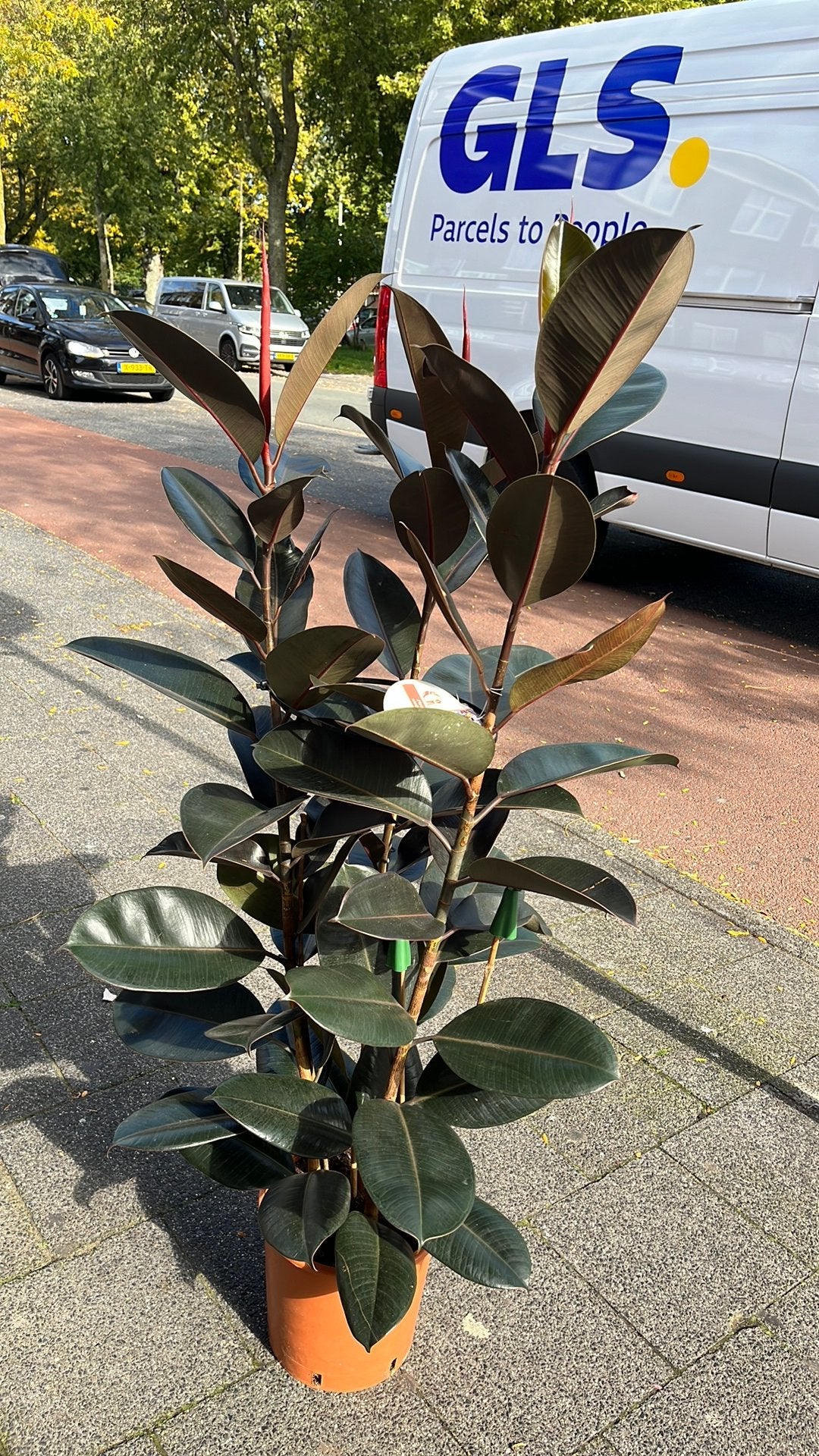 Ficus abidjan groot drie stammen in pot, Ophalen, Ficus, Halfschaduw, Minder dan 100 cm