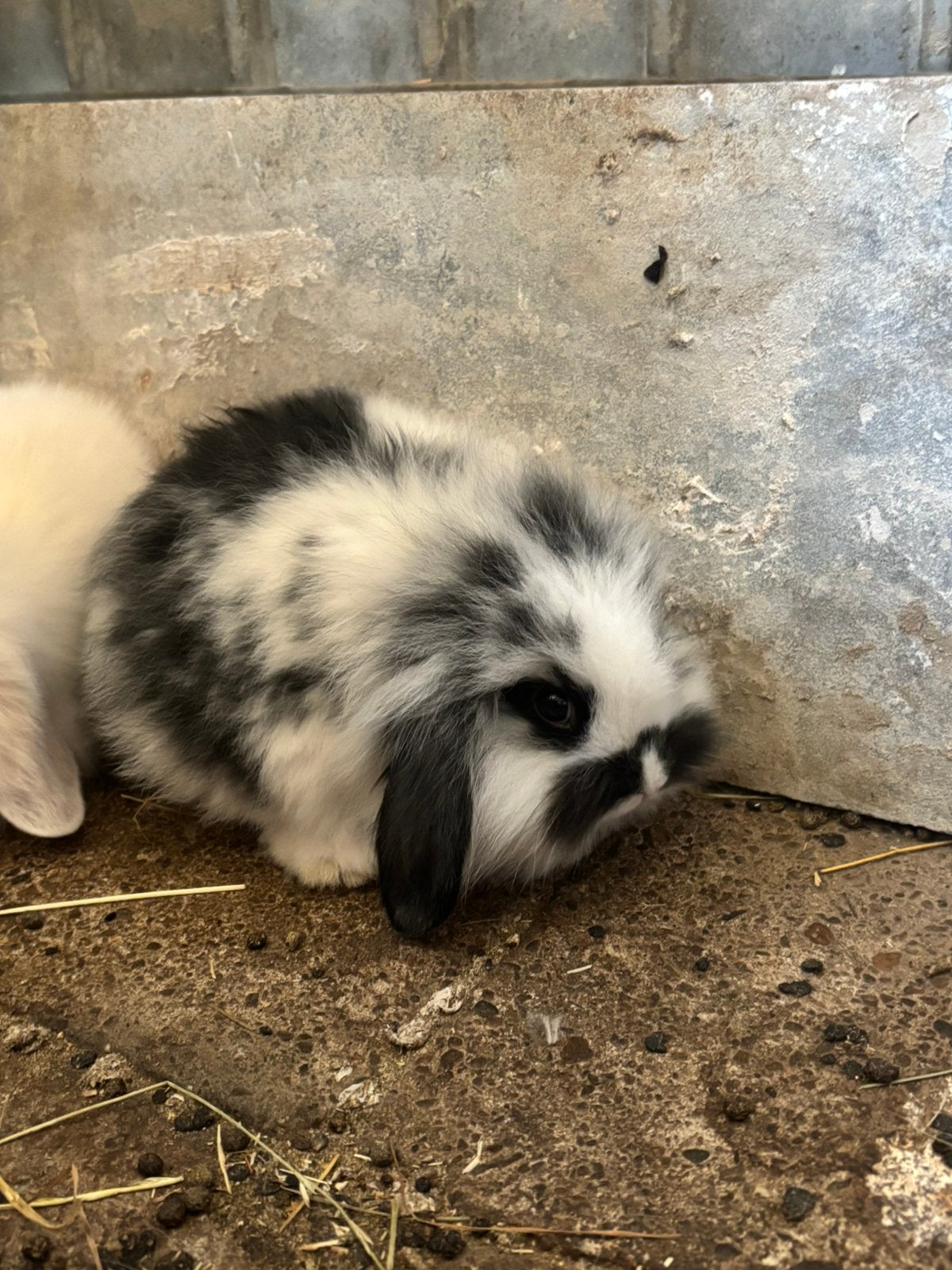 Nederlandse hangoor baby konijntjes, geslachten bekend, Meerdere dieren, Dwerg, Hangoor, 0 tot 2 jaar