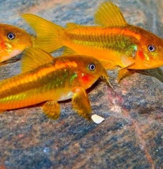 Corydoras, Vis