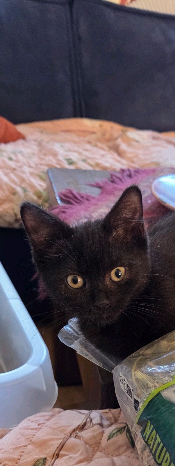 Lieve britse korthaar katertje, Dieren en Toebehoren, Katten en Kittens | Raskatten | Korthaar, Kater, Ontwormd, 0 tot 2 jaar