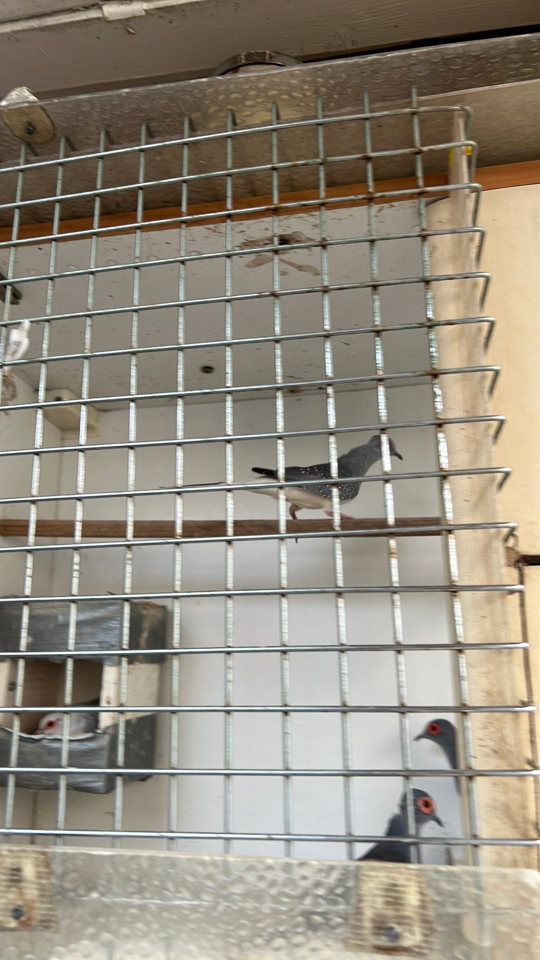 Diamantduifjes vijf stuks drie mannen en twee vrouwen, Dieren en Toebehoren, Vogels | Overige Vogels, Meerdere dieren