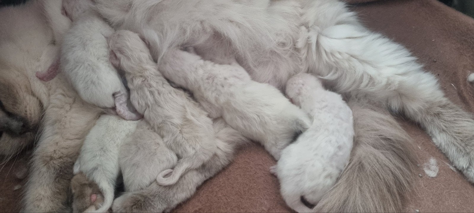 Ragdoll kittens - cinnamon dragend/erkende cattery/stamboom, Meerdere dieren, Met stamboom, 0 tot 2 jaar