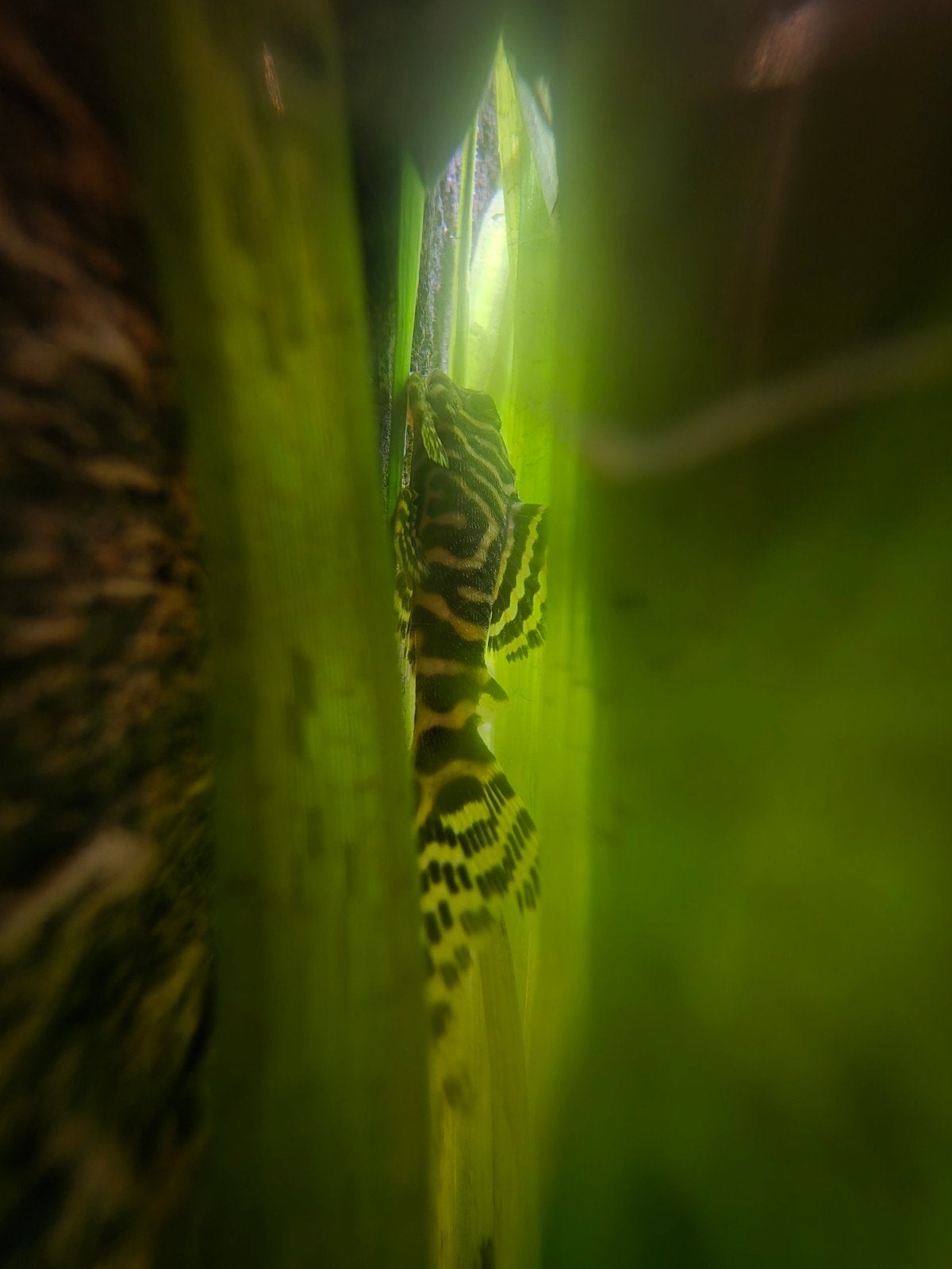 Hypancistrus, Dieren en Toebehoren, Vissen | Aquariumvissen, Vis, Zoetwatervis