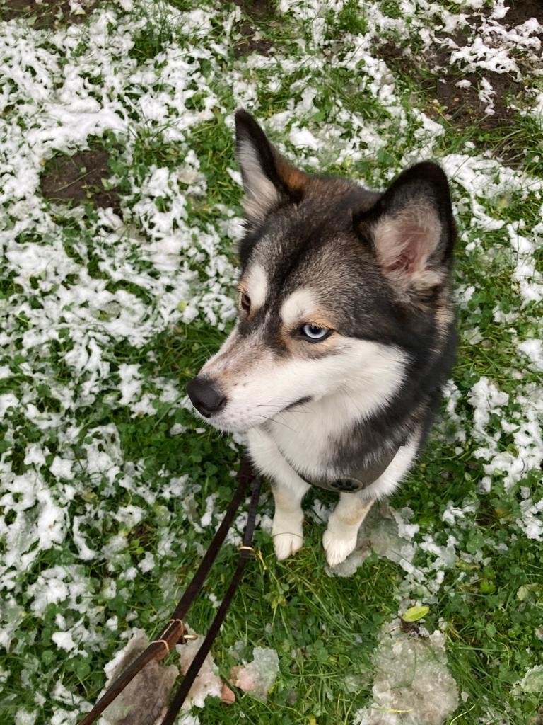 Dog sitting near Enka, Ophalen of Verzenden