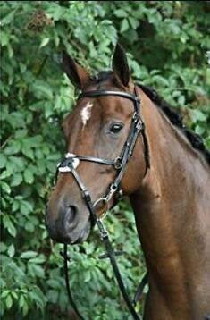 hoofdstel cob, Dieren en Toebehoren, Paarden en Pony's | Hoofdstellen en Tuigage, Hoofdstel, Horka, Nieuw, Zwart
