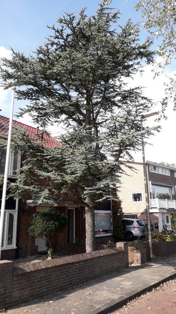 BOOM(CEDER) GRATIS KAPPEN IN RUIL MEENEMEN HOUT, Minder dan 3 m³, Ophalen
