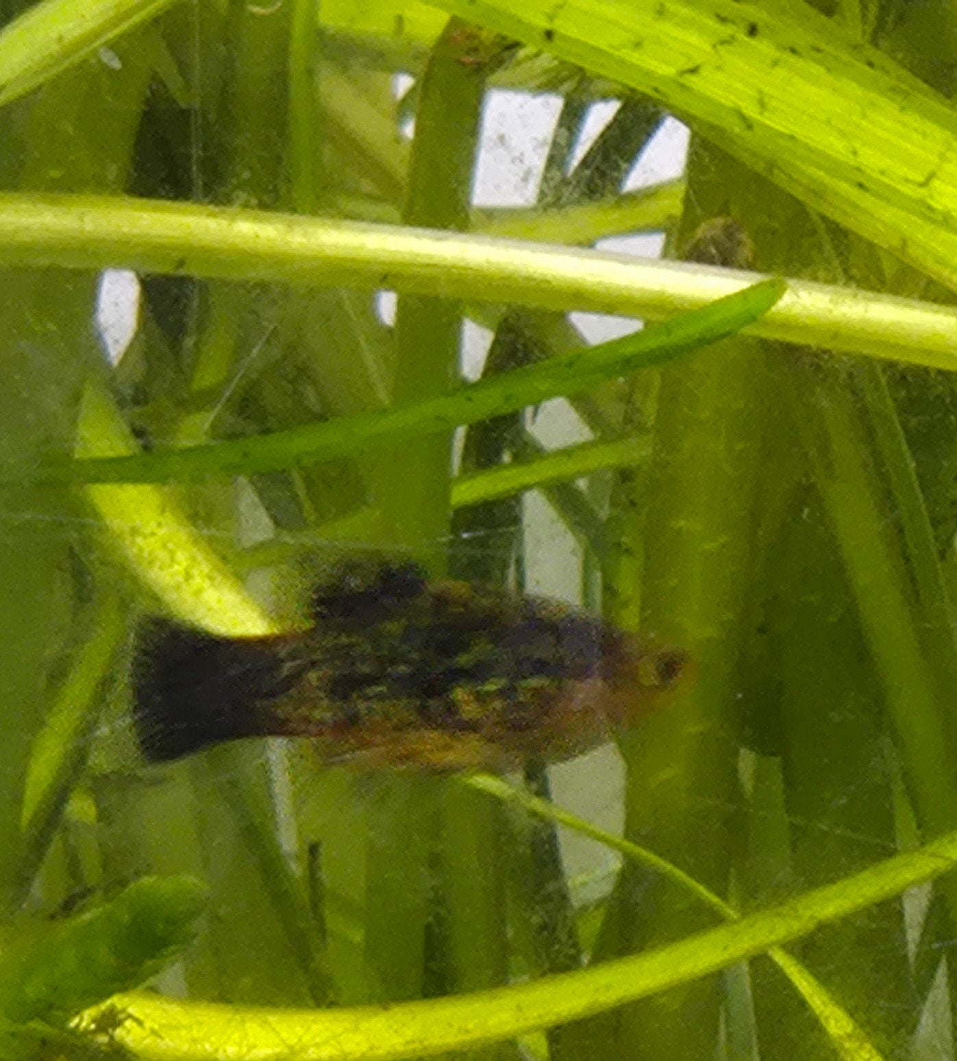 Aquarium visjes  ( nog jong!), Vis