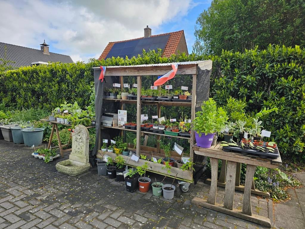Moestuin en vaste planten te koop, Ophalen of Verzenden, Minder dan 250 cm, Blokhut, Zonder ramen